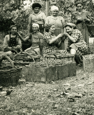 Immagine storica del Museo Rosso Graspa - vendemmia