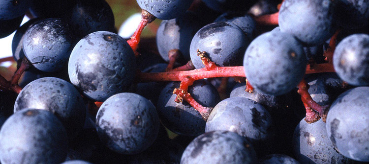 Primo piano grappolo d'uva