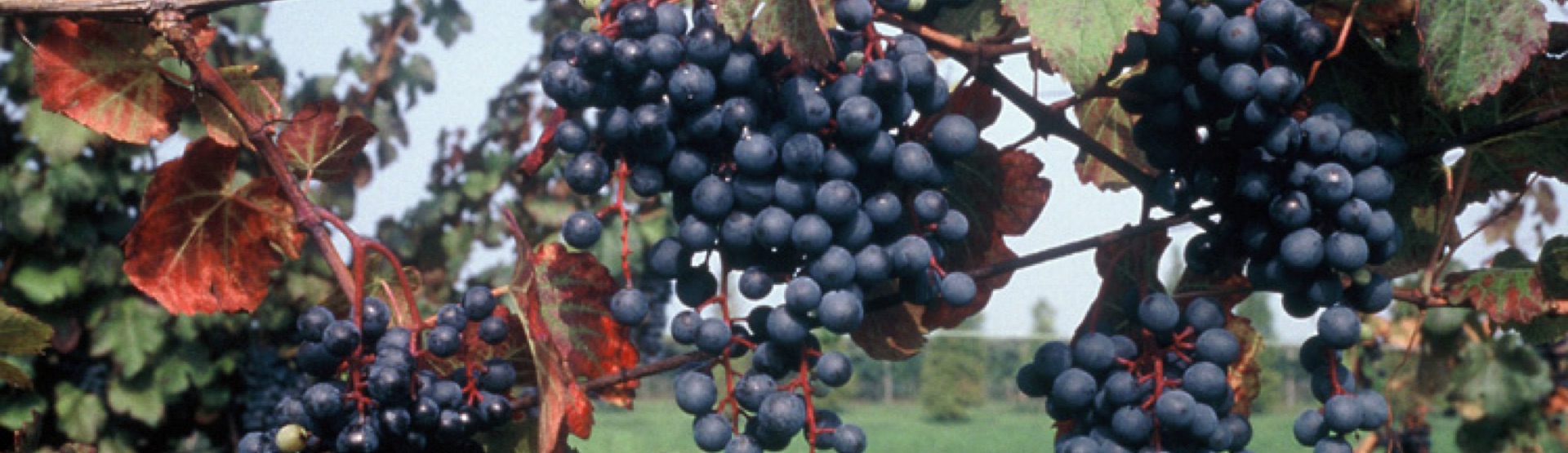 Primo piano grappolo d'uva