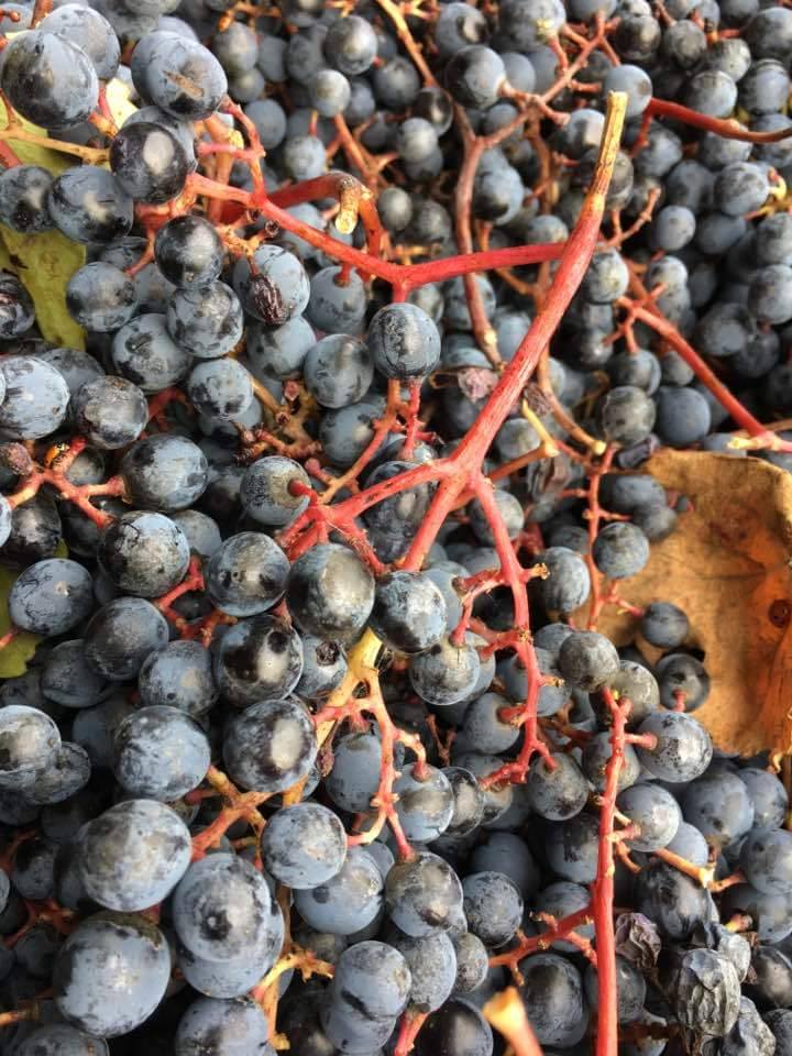 Conoscere il vino, primo piano grappolo d'uva